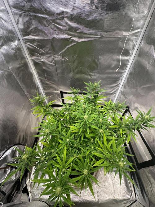 Northern Lights Zam. Week 14