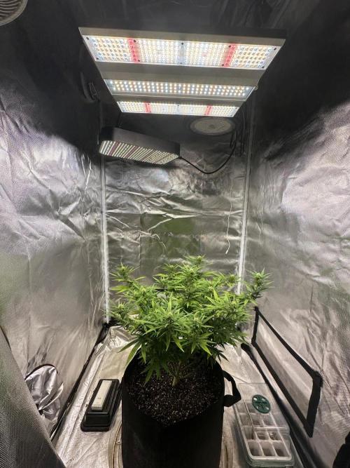 Northern Lights Zam. Week 14