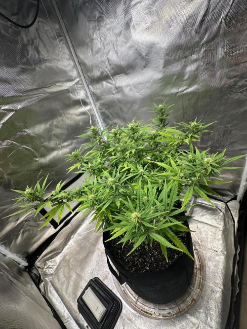 Northern Lights Zam. Week 14