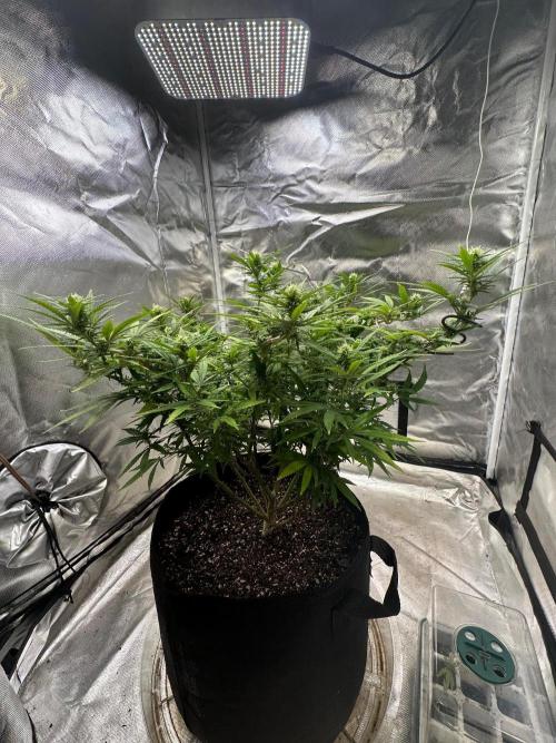 Northern Lights Zam. Week 14