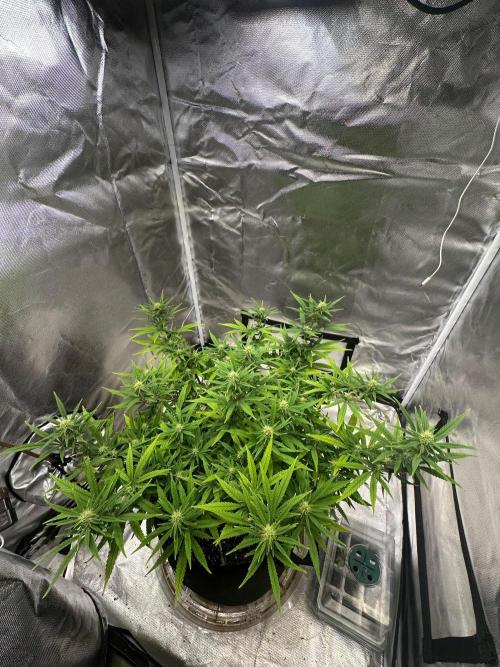 Northern Lights. Week 14