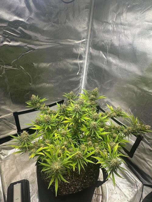 Northern Lights Zam. Week 17
