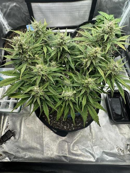 Blimburn Tangie Automatic. Week 10