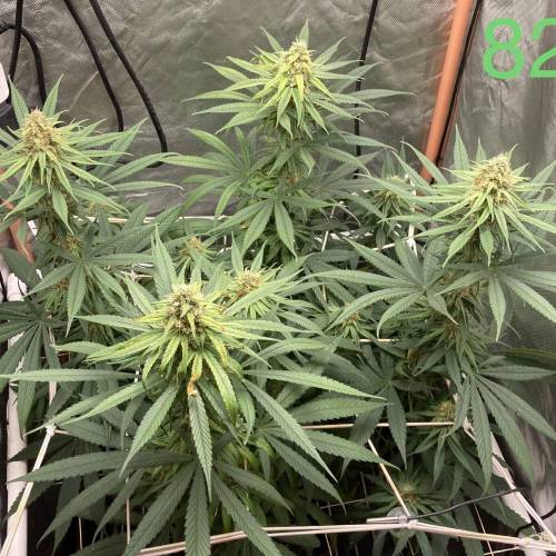 Tatanka Pure CBD. Week 12