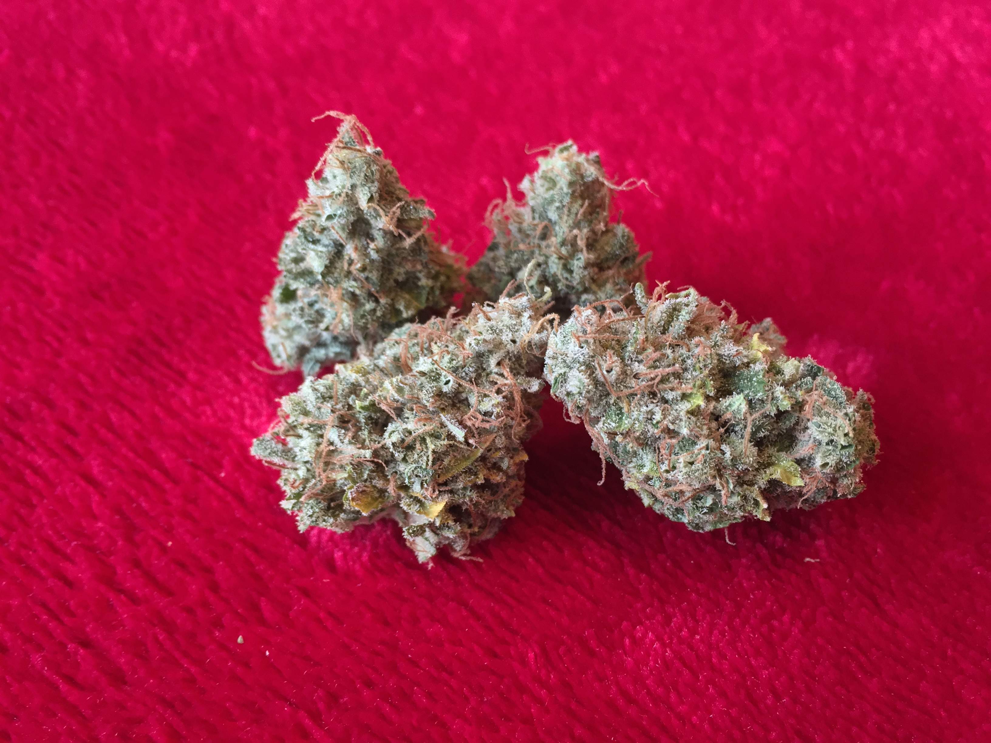 Spliff Seeds Purple Berry Kush grow diary (journal) harvest12 by