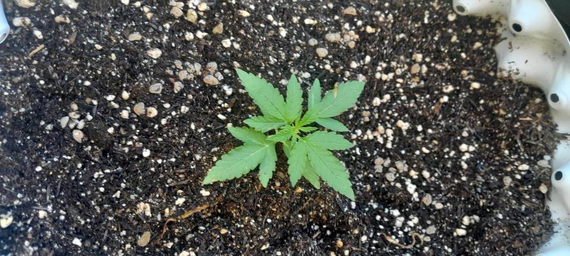 Blueberry @Seis Pés. Week 1