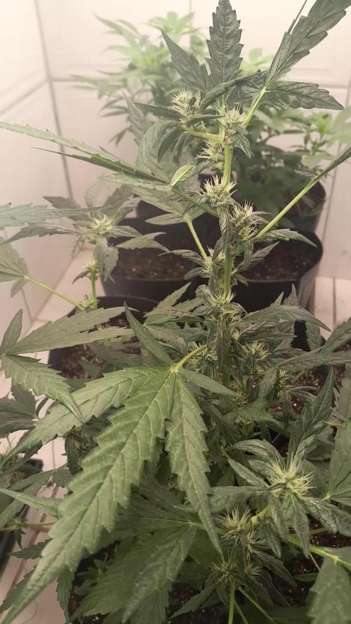 Apollo Black Cherry Auto