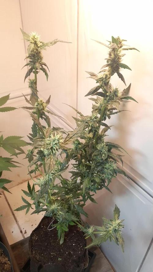 Apollo Black Cherry Auto