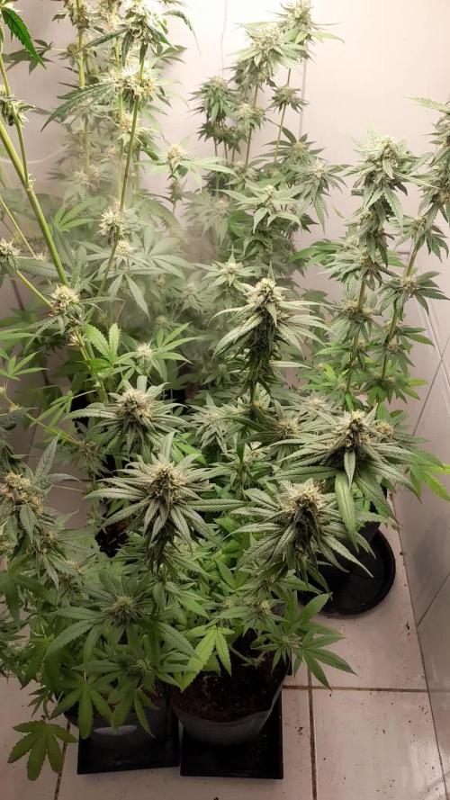 Mais uma da 6 pés Blueberry.