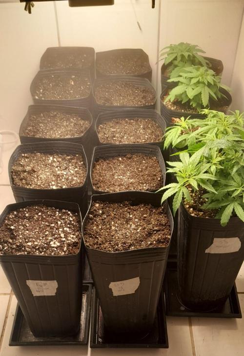 Uma novidade antes do verão chegar.. Week 0