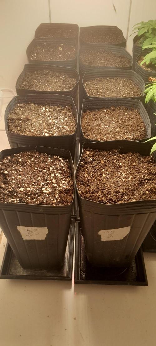 Uma novidade antes do verão chegar.. Week 0