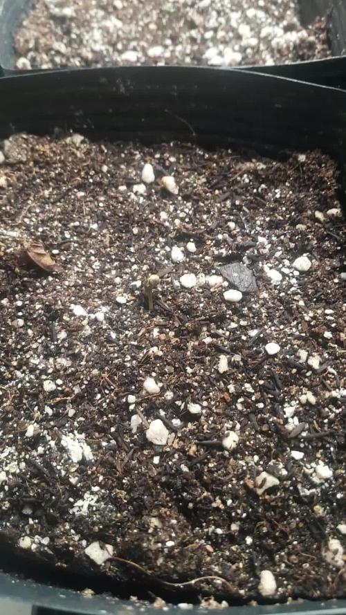 Uma novidade antes do verão chegar.