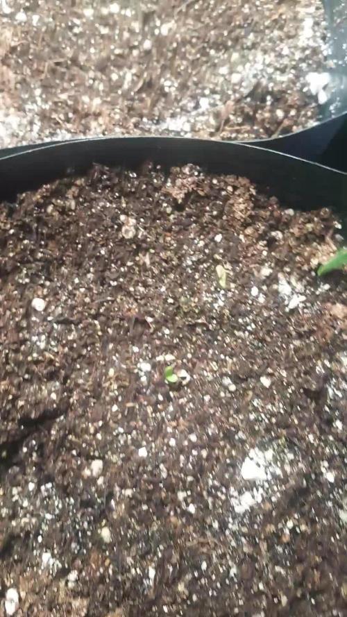 Que venha uma cor linda !