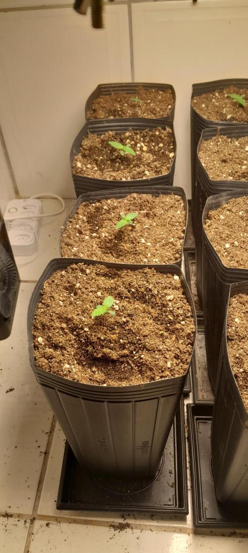 Uma novidade antes do verão chegar.. Week 1