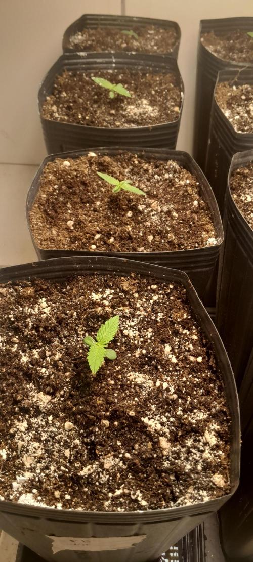 Uma novidade antes do verão chegar.. Week 1