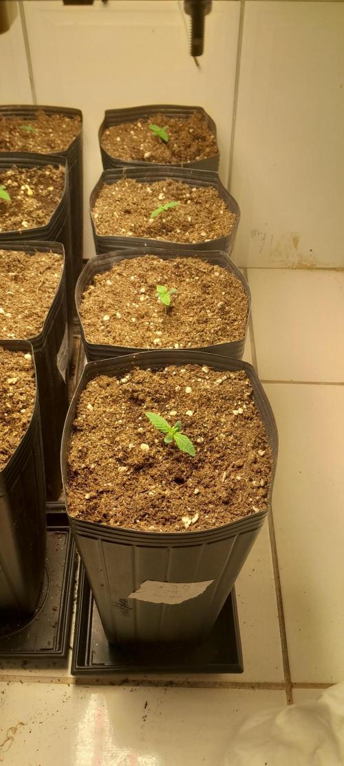 Que venha uma cor linda !. Week 1