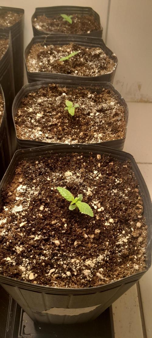 Que venha uma cor linda !. Week 1