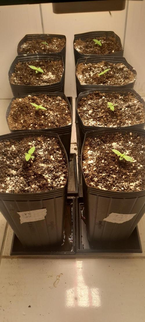 Que venha uma cor linda !. Week 1