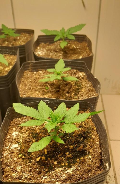 Que venha uma cor linda !. Week 2