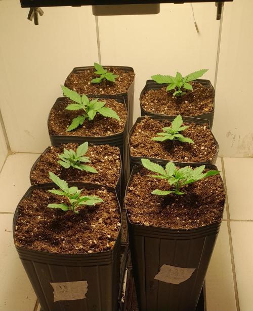 Que venha uma cor linda !. Week 2