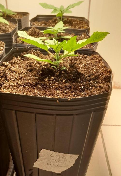 Que venha uma cor linda !. Week 2