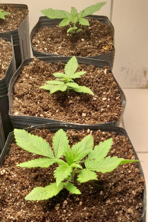 Que venha uma cor linda !. Week 2