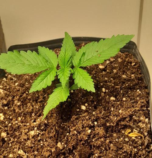 Que venha uma cor linda !. Week 2