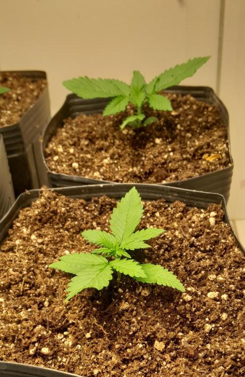 Que venha uma cor linda !. Week 2