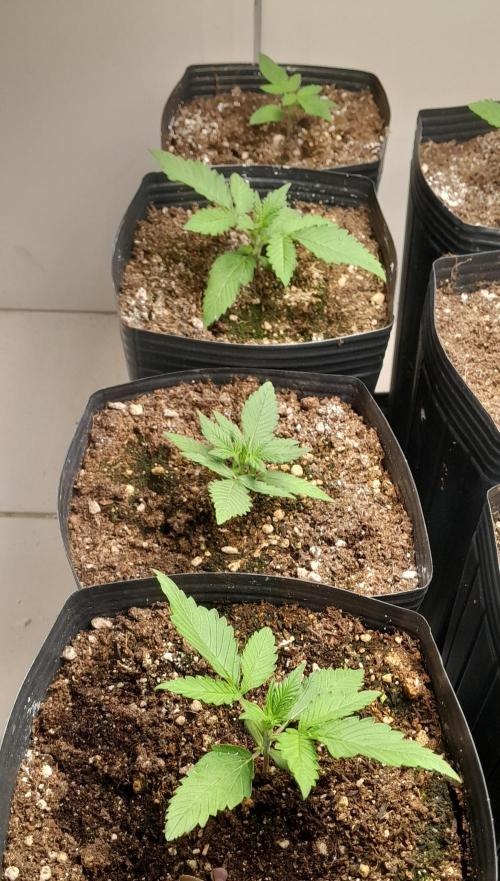 Uma novidade antes do verão chegar.. Week 2