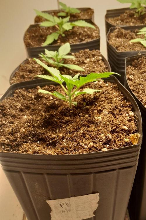 Uma novidade antes do verão chegar.. Week 2