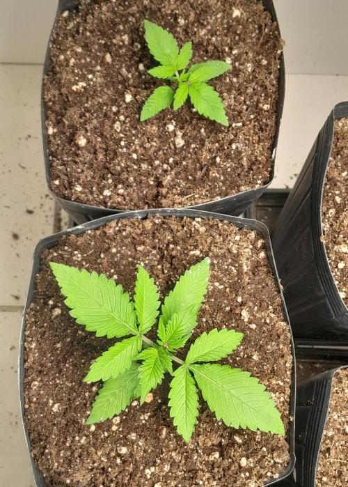 Uma novidade antes do verão chegar.. Week 2