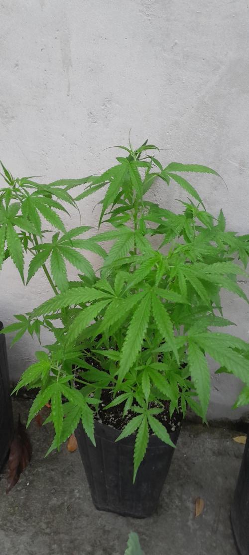 Super Silver Haze - 6 Pés. Week 5