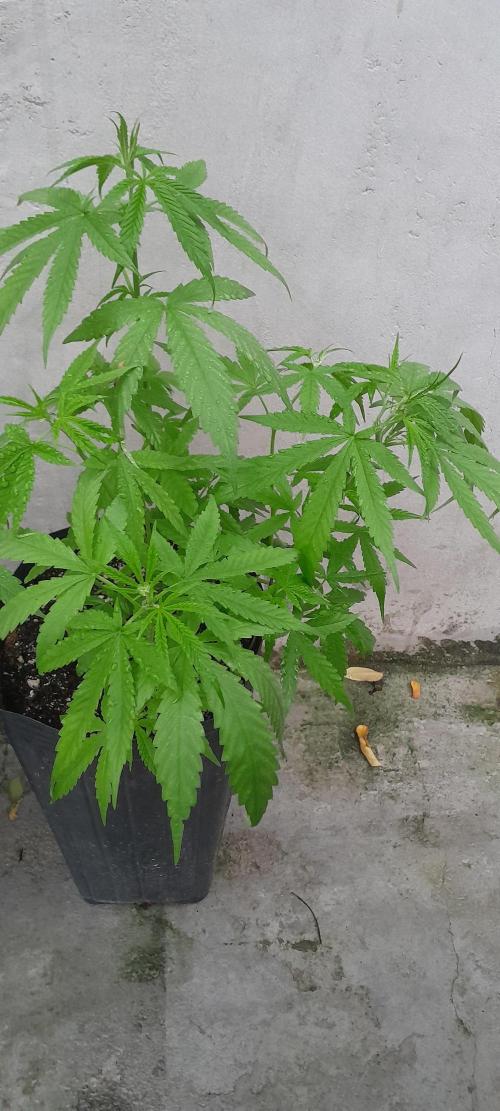 Super Silver Haze - 6 Pés. Week 5