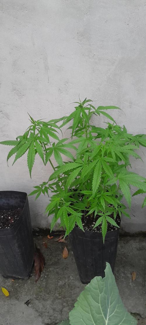 Super Silver Haze - 6 Pés. Week 5