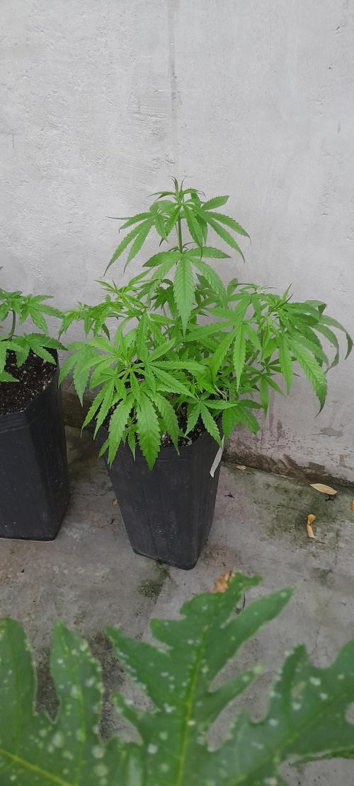 Super Silver Haze - 6 Pés. Week 5