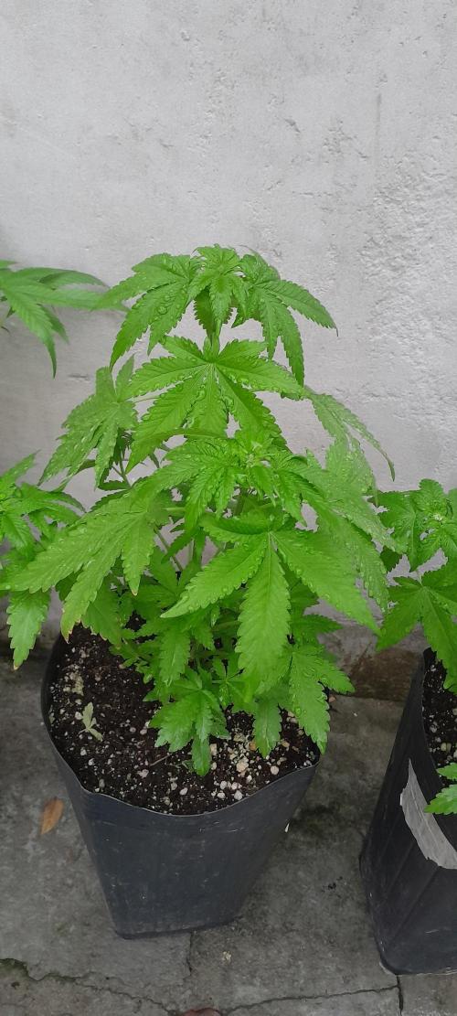 Geneticas da Tropicana. Week 4