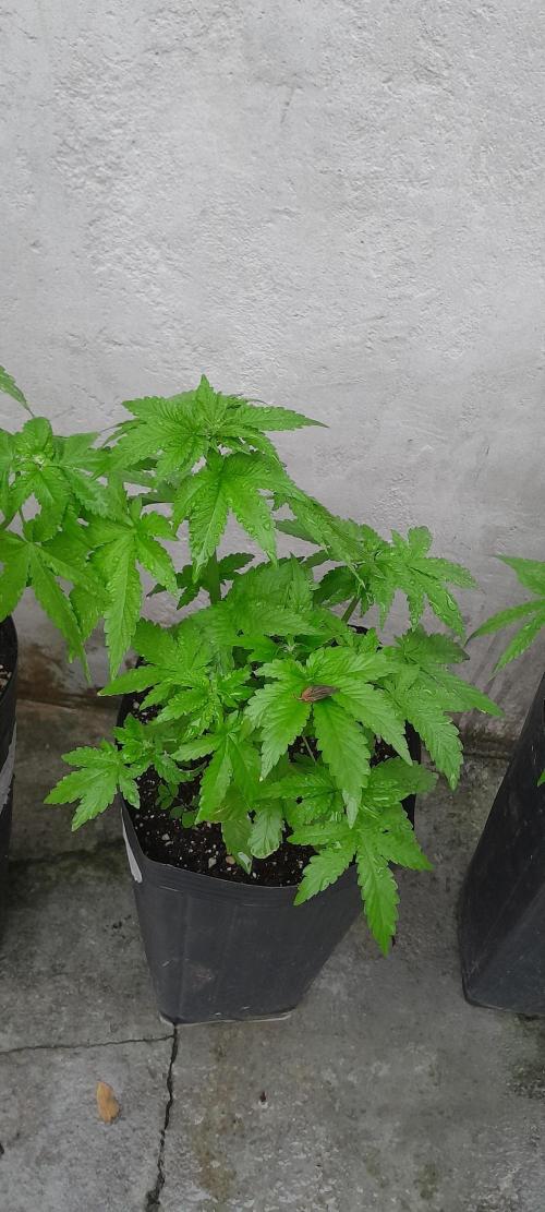 Geneticas da Tropicana. Week 4