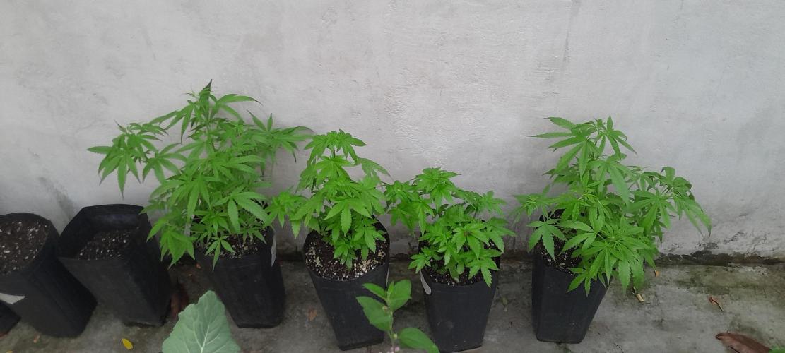 Geneticas da Tropicana. Week 4