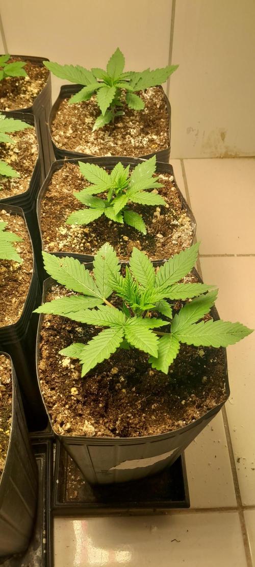 Que venha uma cor linda !. Week 3