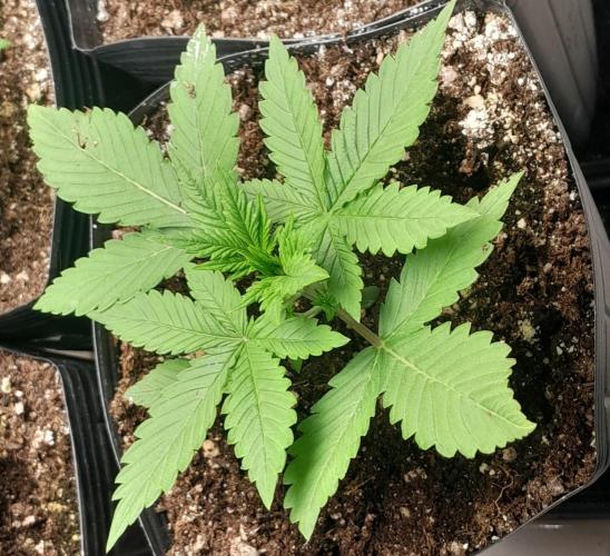 Que venha uma cor linda !. Week 3