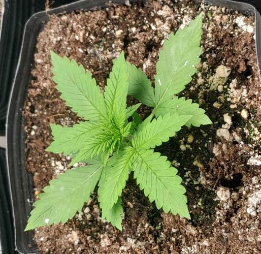 Que venha uma cor linda !. Week 3