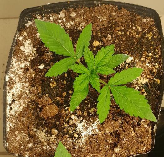 Uma novidade antes do verão chegar.. Week 3