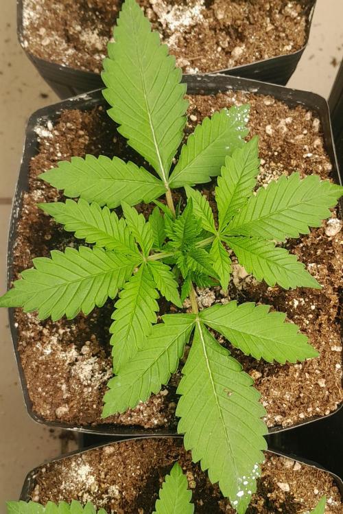 Uma novidade antes do verão chegar.. Week 3