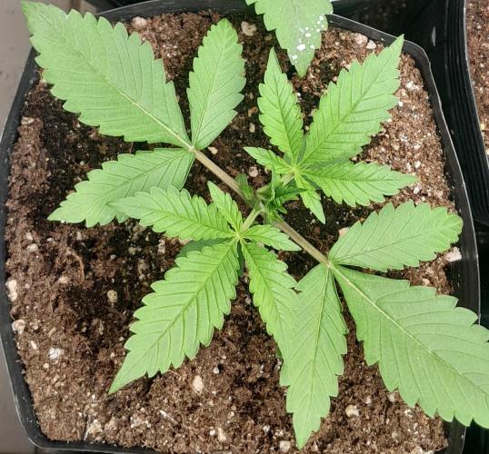 Uma novidade antes do verão chegar.. Week 3