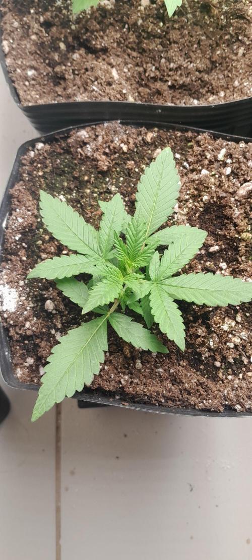 Uma novidade antes do verão chegar.. Week 3