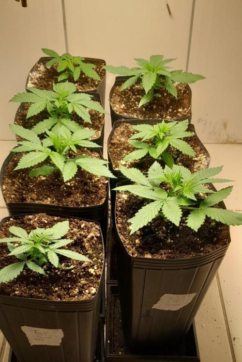 Que venha uma cor linda !. Week 3