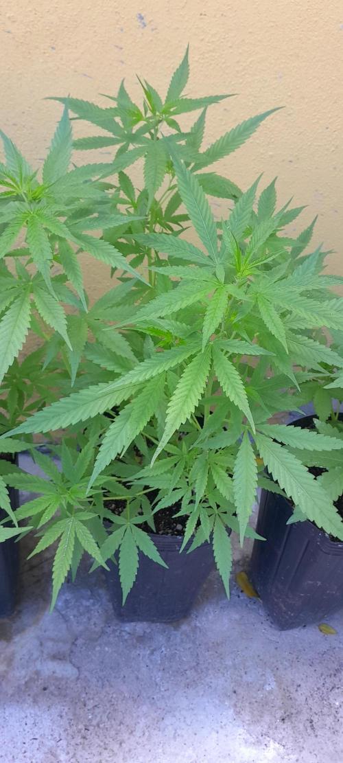 Super Silver Haze - 6 Pés. Week 6