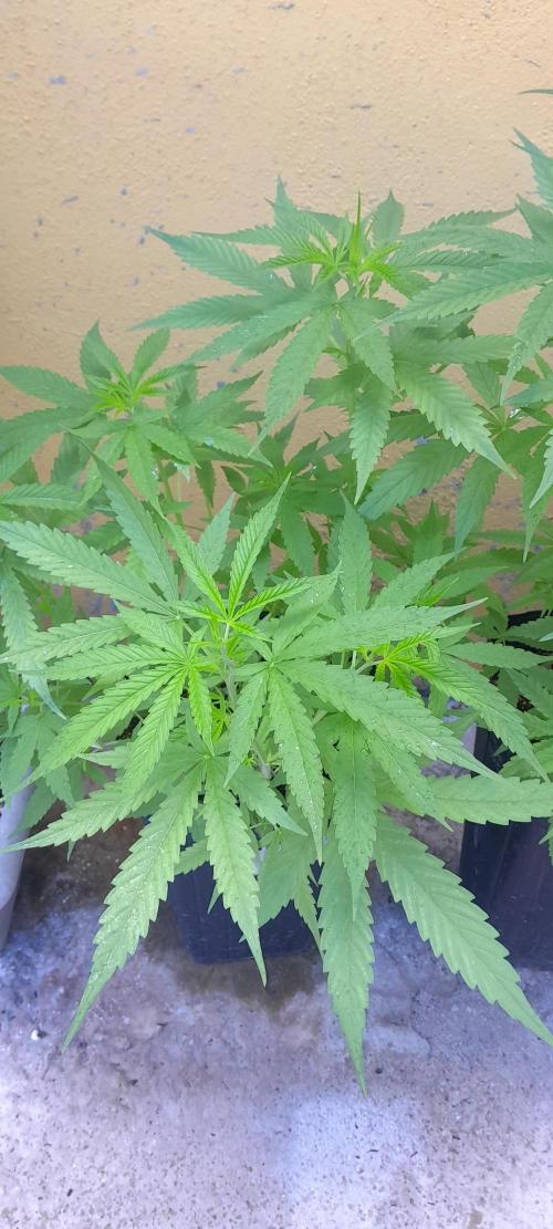 Super Silver Haze - 6 Pés. Week 6