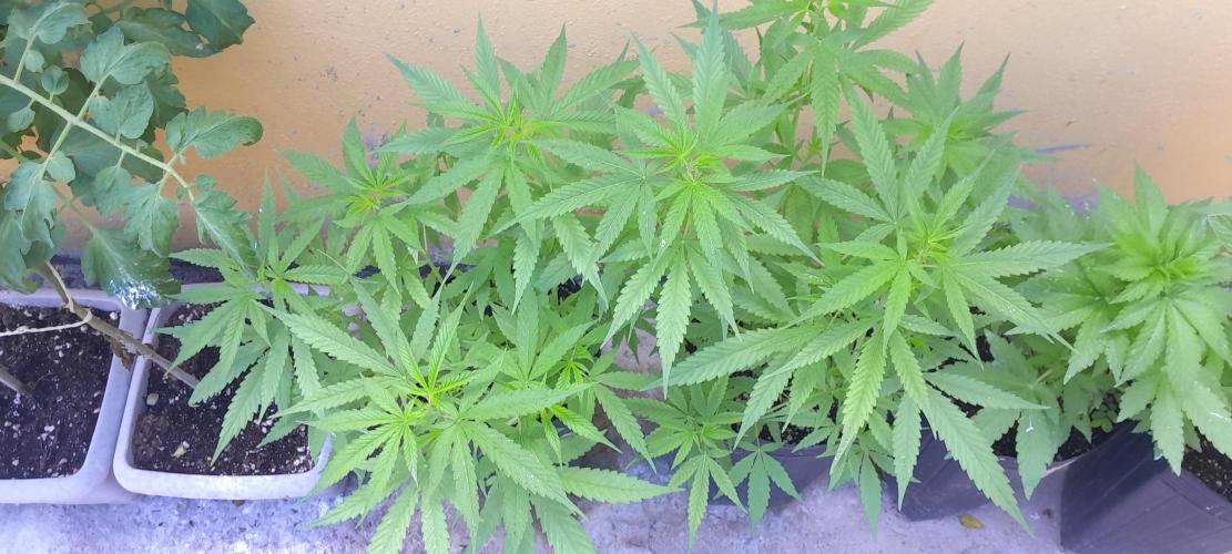 Super Silver Haze - 6 Pés. Week 6