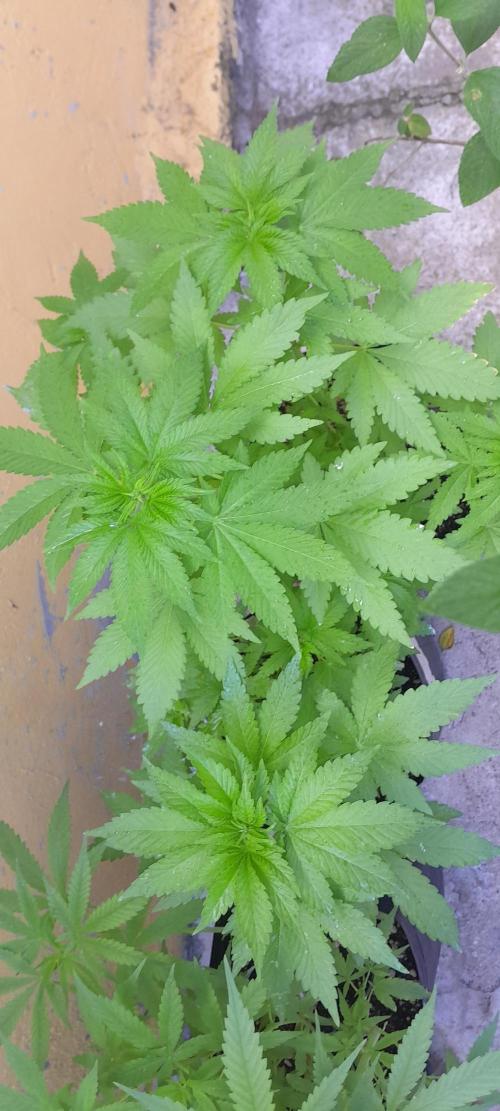 Geneticas da Tropicana. Week 5